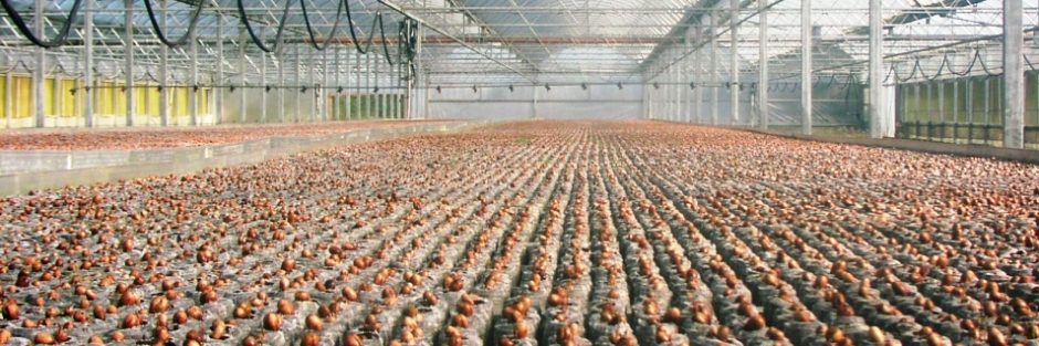 Danske Dækrodsplanter  – moderne skovplanter